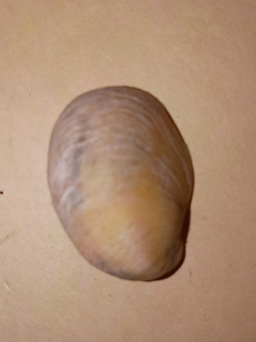 Bear claw shell