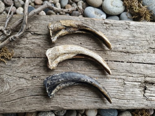 Replica resin grizzly bear - replica,